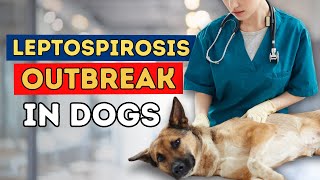 Leptospirosis Outbreak in Dogs Should you vaccinate [upl. by Ahsinotna]