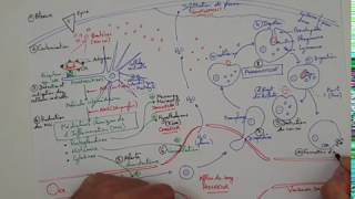 eSVT La réaction inflammatoire ou réaction immunitaire innée [upl. by Swehttam182]