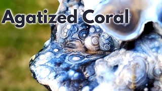 Cutting AGATIZED CORAL Fossils  Botryoidal Agate Geodes  Lapidary [upl. by Audun]