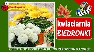 BIEDRONKA  Nowa Oferta Promocyjna od Poniedziałku 30102023  Kwiaciarnia Biedronki  Tanie Kwiaty [upl. by Desdamonna]