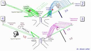 Anatomy of the inguinal region simplified [upl. by Dorion]