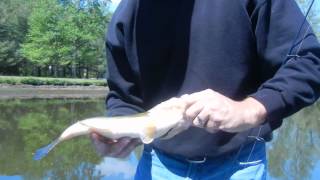 RIVER FISHING TIPS FOR BIG BASS NANTICOKE RIVER DELAWARE [upl. by Atinoj]