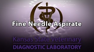 Fine Needle Aspirate [upl. by Aiken]