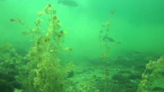 Underwater Cayuga Lake Trumansburg NY [upl. by Jueta657]