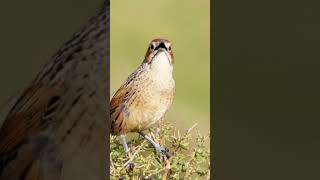 Cape Grassbird singing Wheatfields Overberg shorts birds birdsinging [upl. by Annavaig]