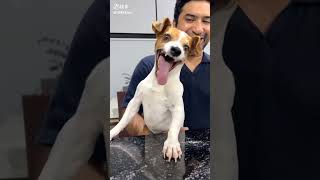 laughing dog comedy funny viralvideo [upl. by Odidnac]