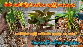 එන්න මගෙත් එක්ක අපි සල්ලි ගස්වලින් කඩමු 💰 hishi srilanka plants anthurium wagawa anthurium [upl. by Tedd759]