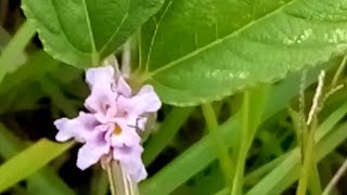 Lippia albaHierba negra medicinal plant [upl. by Obel]