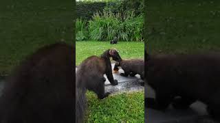 Pine Martens cannot resist the peanut butter nature wildlife animals pinemarten ireland [upl. by Einot]