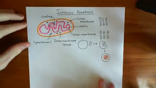 The Intrinsic Pathway of Apoptosis Part 1 [upl. by Jotham]