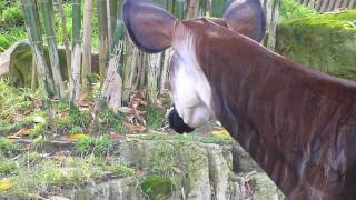 OKAPI [upl. by Aubyn]