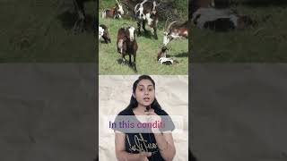 Fainting goats  Genetic conditions facts shorts science goat [upl. by Aleahpar479]