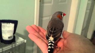 Zebra finch calls for his brother [upl. by Nnayt]