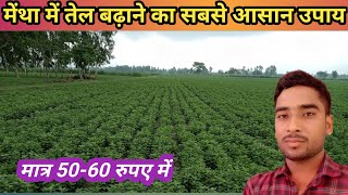 मेंथा में तेल कैसे बढ़ाएं। mentha oil kaise badhayen। mentha me sulphur ka use। [upl. by Tenneb]