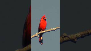 NORTHERN CARDINAL Cardinalis Cardinalis [upl. by Litsyrk]