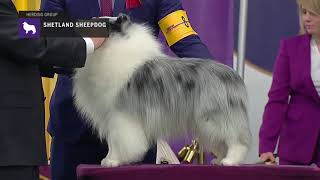 Shetland Sheepdogs  Breed Judging 2019 [upl. by Sella]