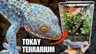 UPGRADING THE TOKAY TERRARIUM  TAMING MY TOKAY GECKOS WITH FOOD [upl. by Lalita]