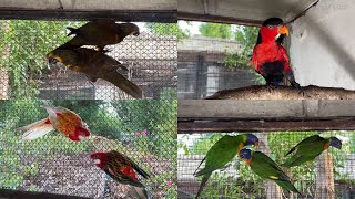 Lory Parrots  Red Lory Brown Lory Green lorikeet  Red Head Parrots Rosella Parrot  M birds [upl. by Rabka962]