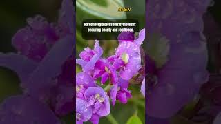 The Beauty of Hardenbergia flowers beautiful shorts [upl. by Persian]