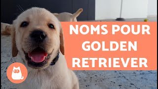 Noms pour chiens Golden retriever [upl. by Enidaj]