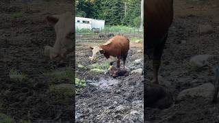 HEREFORD CALF BORN 71824 maine hereford newengland farming cattle beef [upl. by Ahsinrev]