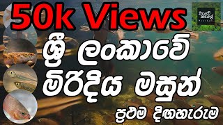 ශ්‍රී ලංකාවේ මිරිදිය මත්ස්‍යයින්  Fresh Water Fishes of Sri Lanka  Wildlife Documentary  Full HD [upl. by Stevie329]