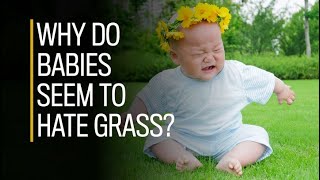 Watch these babies instinctually avoid grass [upl. by Anicart]