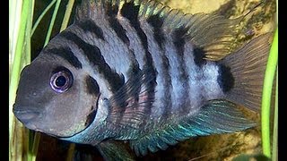 iNdEPTH Black Convict Cichlid Archocentrus Nigrofasciatus [upl. by Dallis]