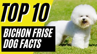 Bichon Frise  Pros and Cons of Owning a Bichon Frise  10 Things to Know [upl. by Ewart806]