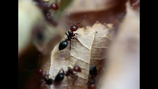 Fourmi Crematogaster scutellaris et abeille qui saffaire a leurs tâches [upl. by Boigie]