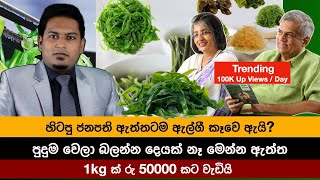 ඇල්ගී කෑවම ඇත්තටම මොකද වෙන්නෙ  Algea By Nutritionist Hiroshan Jayaranga [upl. by Aziza]