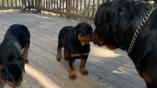 ROTTWEILERS PUPPIES FINALLY MEET DAD [upl. by Clarkin]