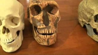 Comparison of Neanderthal CroMagnon and Modern Human Skulls [upl. by Ayoral29]