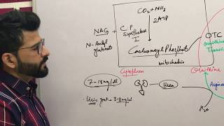 USMLE Step 1 preparations  Urea Cycle  Biochemistry [upl. by Semyaj968]