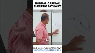 Normal Cardiac Electric Pathway drnajeeblectures drnajeeb shortvideo [upl. by Annailuj]