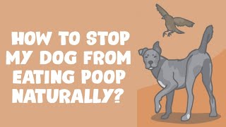 Why Do Dogs Eat Poop  How to Stop It [upl. by Atal]