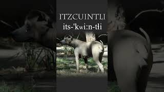 Nahuatl Word of the Week 10 ITZCUINTLI Dog 🐕 [upl. by Anton790]