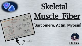 Sarcomere  Actin Filament  Myosin Filament  Skeletal Muscle Contraction  Nerve Muscle Physiolog [upl. by Anertal30]