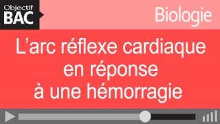 Biologie ST2S  L’arc réflexe cardiaque en réponse à une hémorragie [upl. by Etienne]