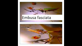 Empusa fasciata by Theo [upl. by Bacchus583]