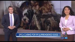 SPCA caring for 119 surrendered dogs [upl. by Eno]