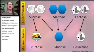 51 Carbohydrates Simple and Complex [upl. by Priestley991]