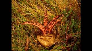 Devils Fingers or Octopus Fungus Clathrus archeri emerging from egg [upl. by Alrahs]