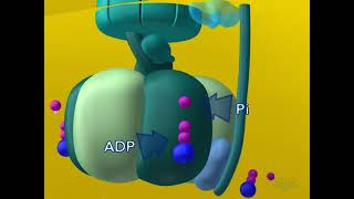 NCERT Chapter 4 Animal Kingdom Class 11 Quick Revision Series for NEETAIIMSby Beats For Biology [upl. by Fritz]