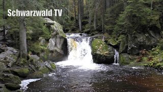 🚨🧐 Auf der Suche nach der Vermissten Scarlett S am KraiWoogGumpen bei Ibach im Südschwarzwald [upl. by Rizan]