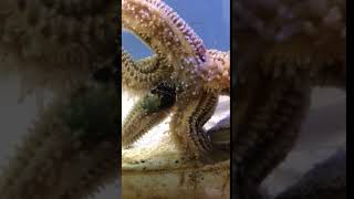 Sea Star Eating Snail Time Lapse [upl. by Nuahsed]