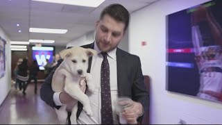 Washington Capitals host 2023 Caps Canine Night [upl. by Gayla706]