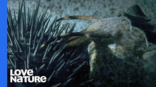 Coral Killing CrownofThorns Starfish Destroyed By Giant Snail [upl. by Yemerej]