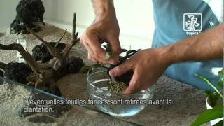 Conseils et astuces pour la plantation de laquarium [upl. by Leiahtan]