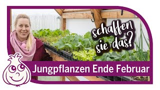 Aussaaten amp Jungpflanzen im März  Februar wie sieht es bei uns aus [upl. by Endo808]